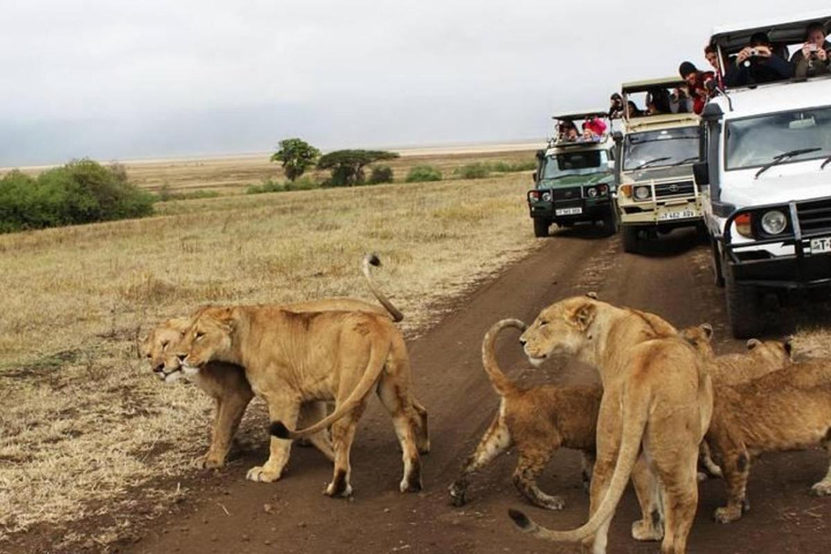 un gruppo di leoni che attraversano una strada sterrata con veicoli