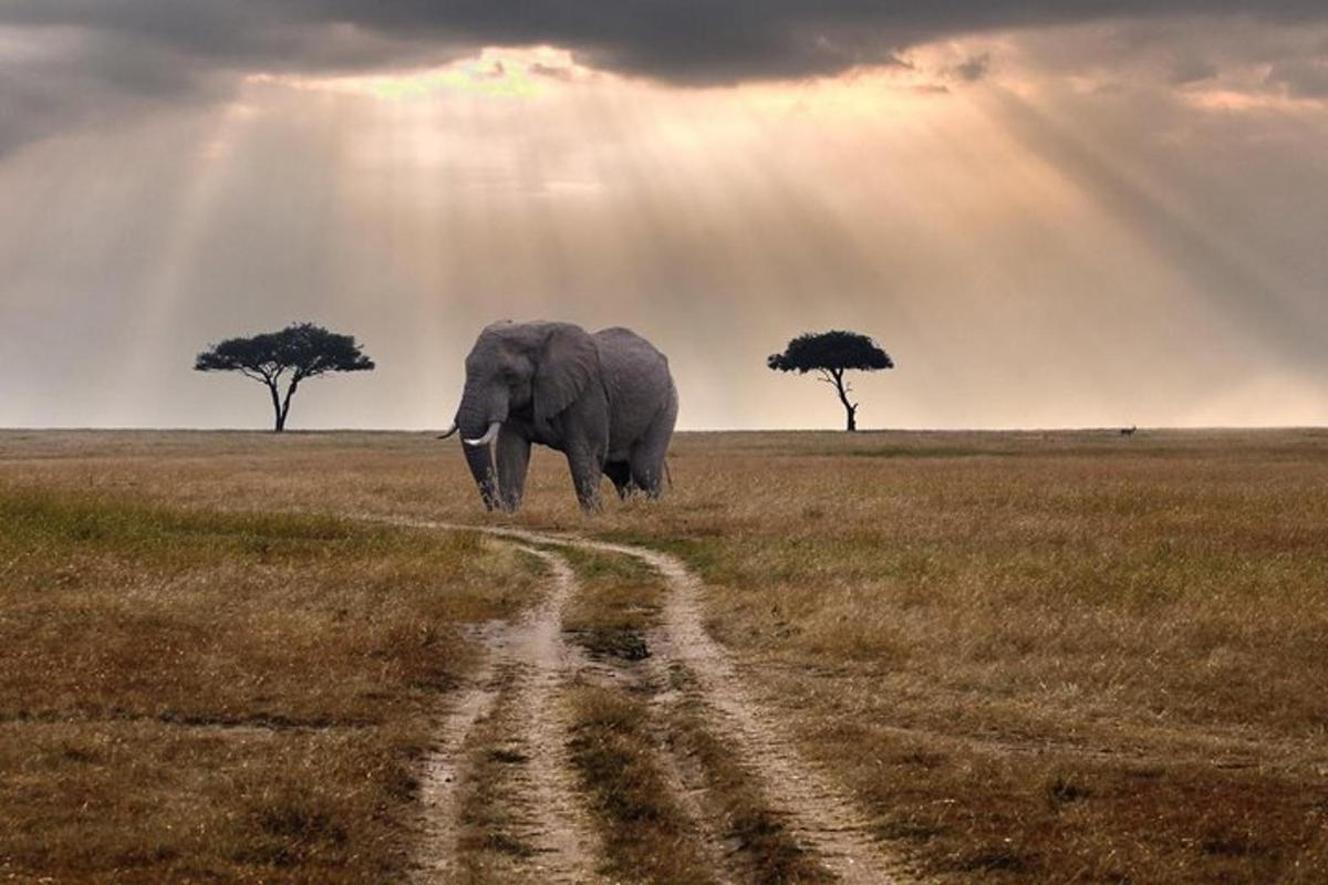un elefante in piedi in mezzo a un campo