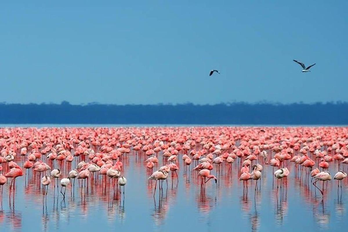 egy nagy rózsaszín flamingócsapat áll a vízben