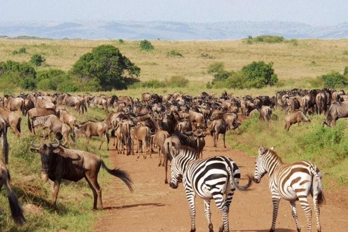 a herd of zebras and other animals crossing a dirt road