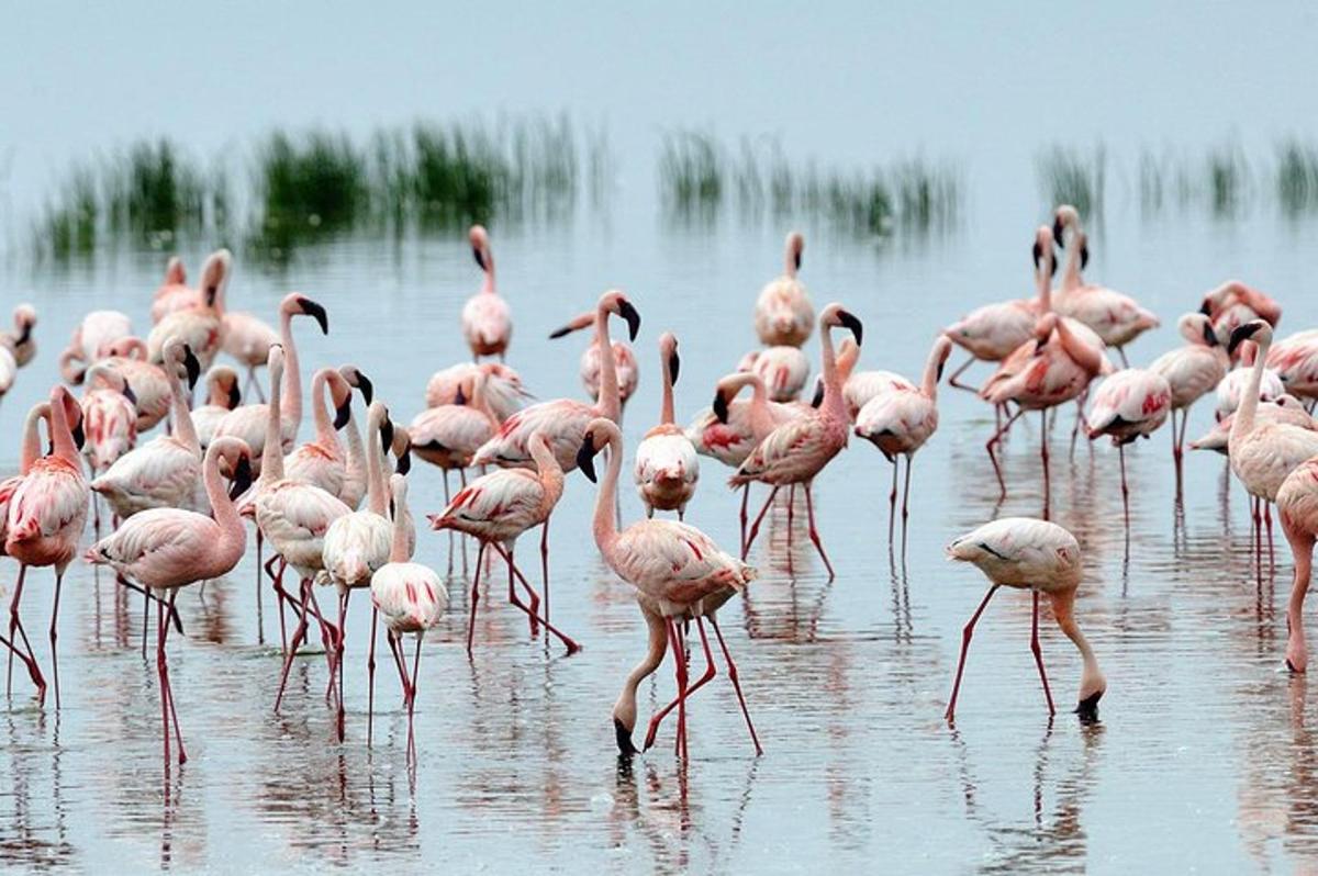 egy csapat rózsaszín flamingó áll a vízben