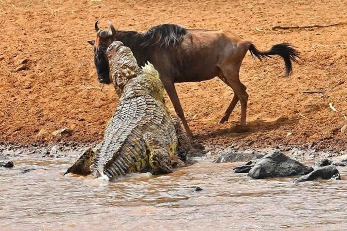 un bufalo e un animale che giocano nell'acqua