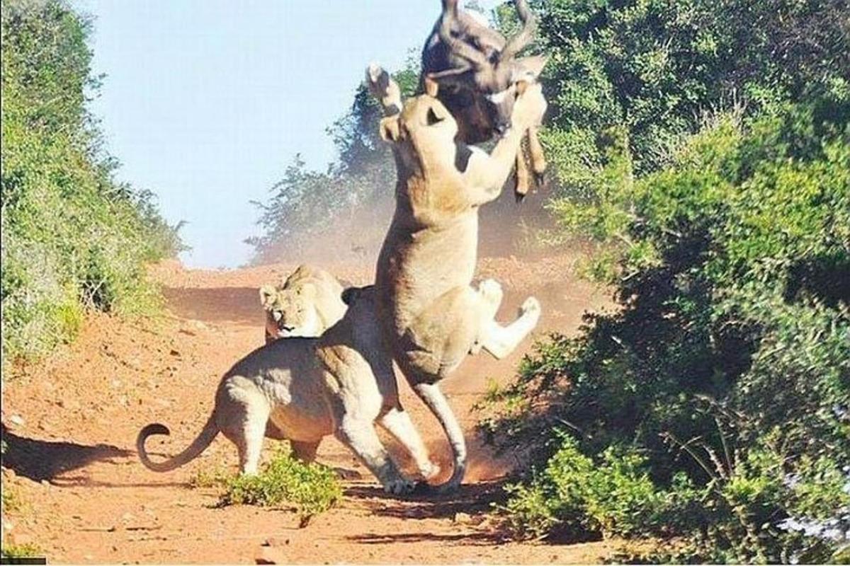 un gruppo di tre leoni che giocano su una strada sterrata