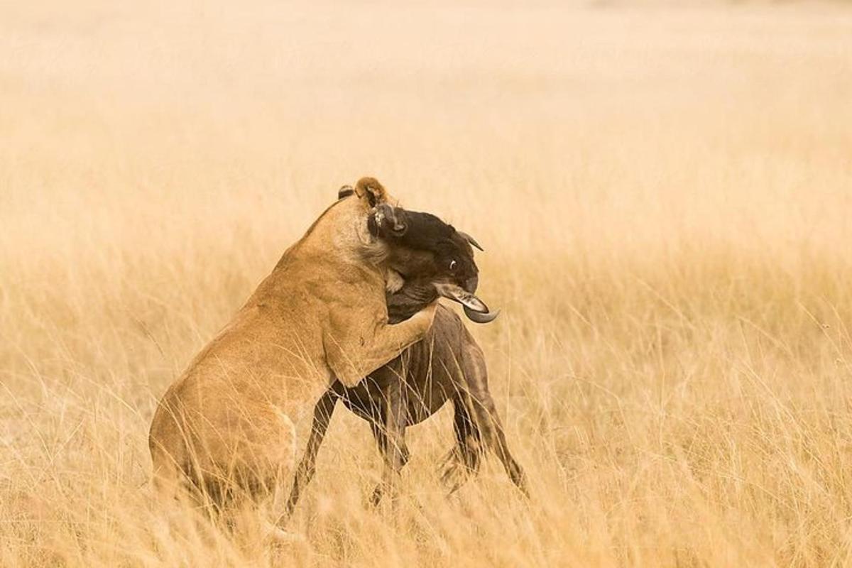 un ariete che corre attraverso un campo di erba alta