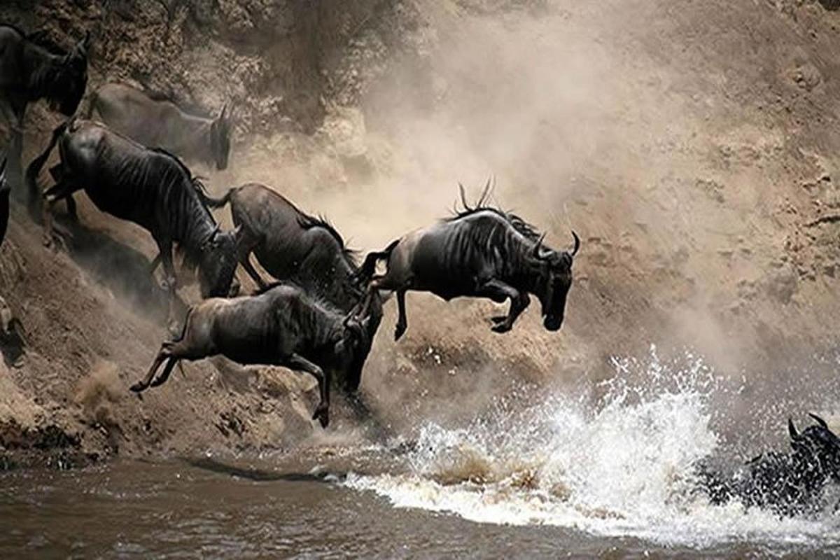 una mandria di animali selvatici che corrono nell'acqua