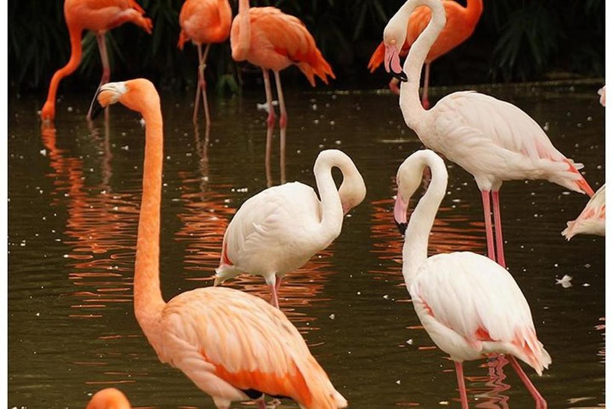 um grupo de flamingos parados na água