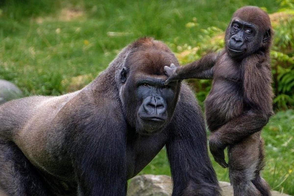 a baby gorilla standing on the back of another ape