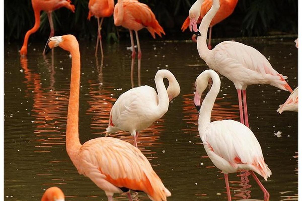 rühm flamingosid vees seismas