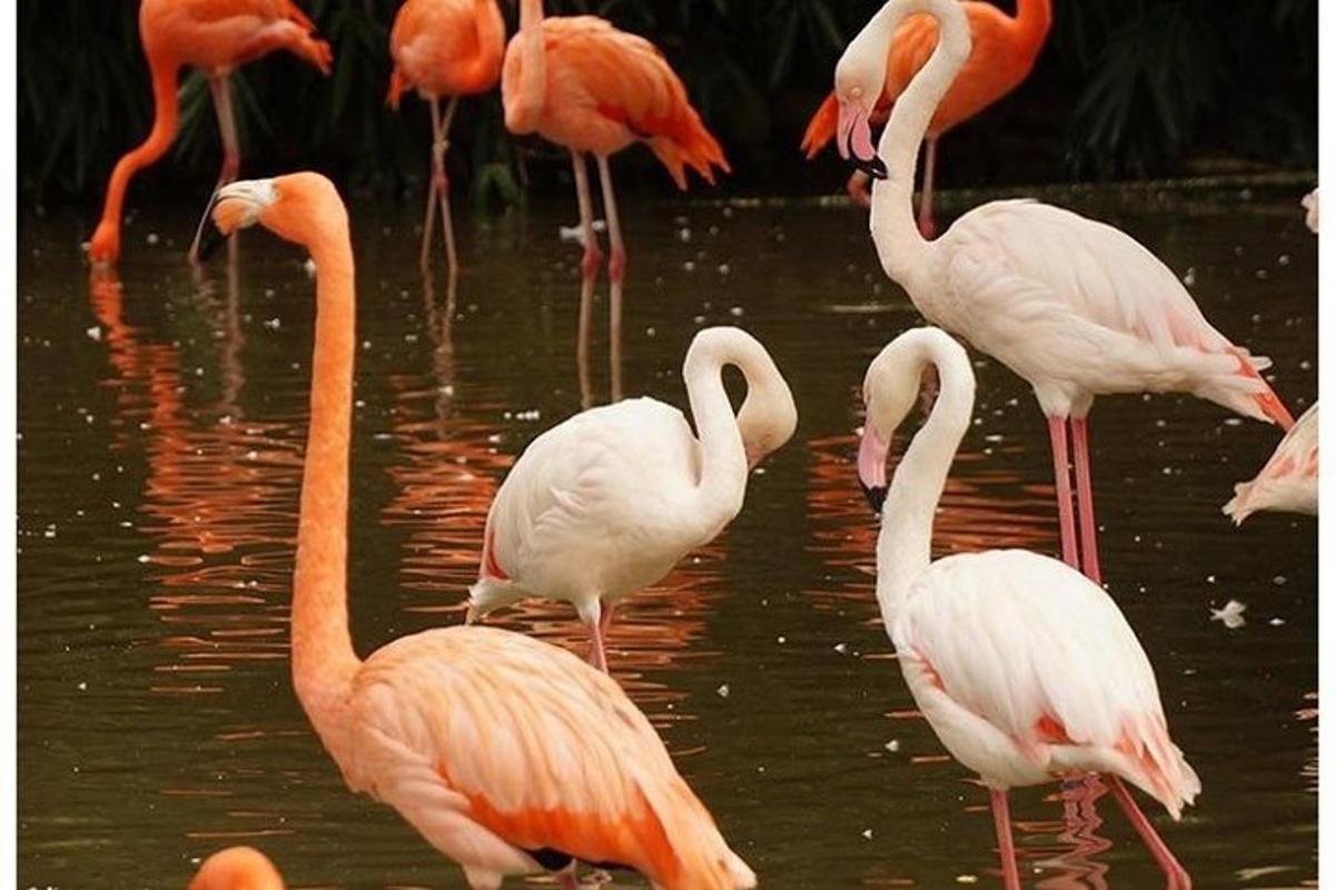 a group of flamingos standing in the water