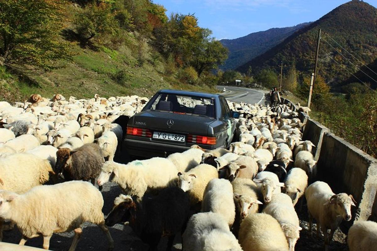 um rebanho de ovelhas em uma estrada com um caminhão