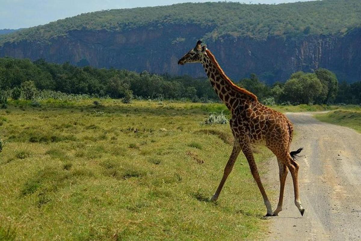 uma girafa atravessando uma estrada de terra em um campo
