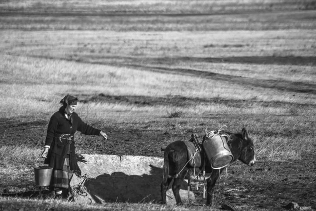 uma mulher passeando com um cavalo em um campo