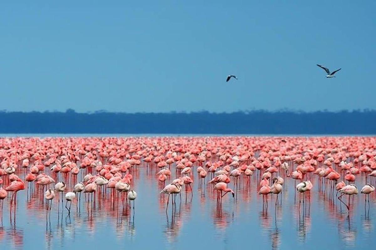 suur roosade flamingode parv seisab vees