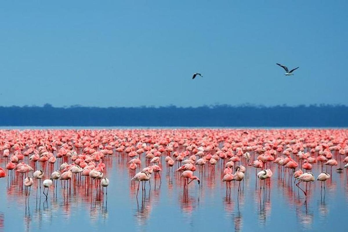 Una gran bandada de flamencos de pie en el agua.