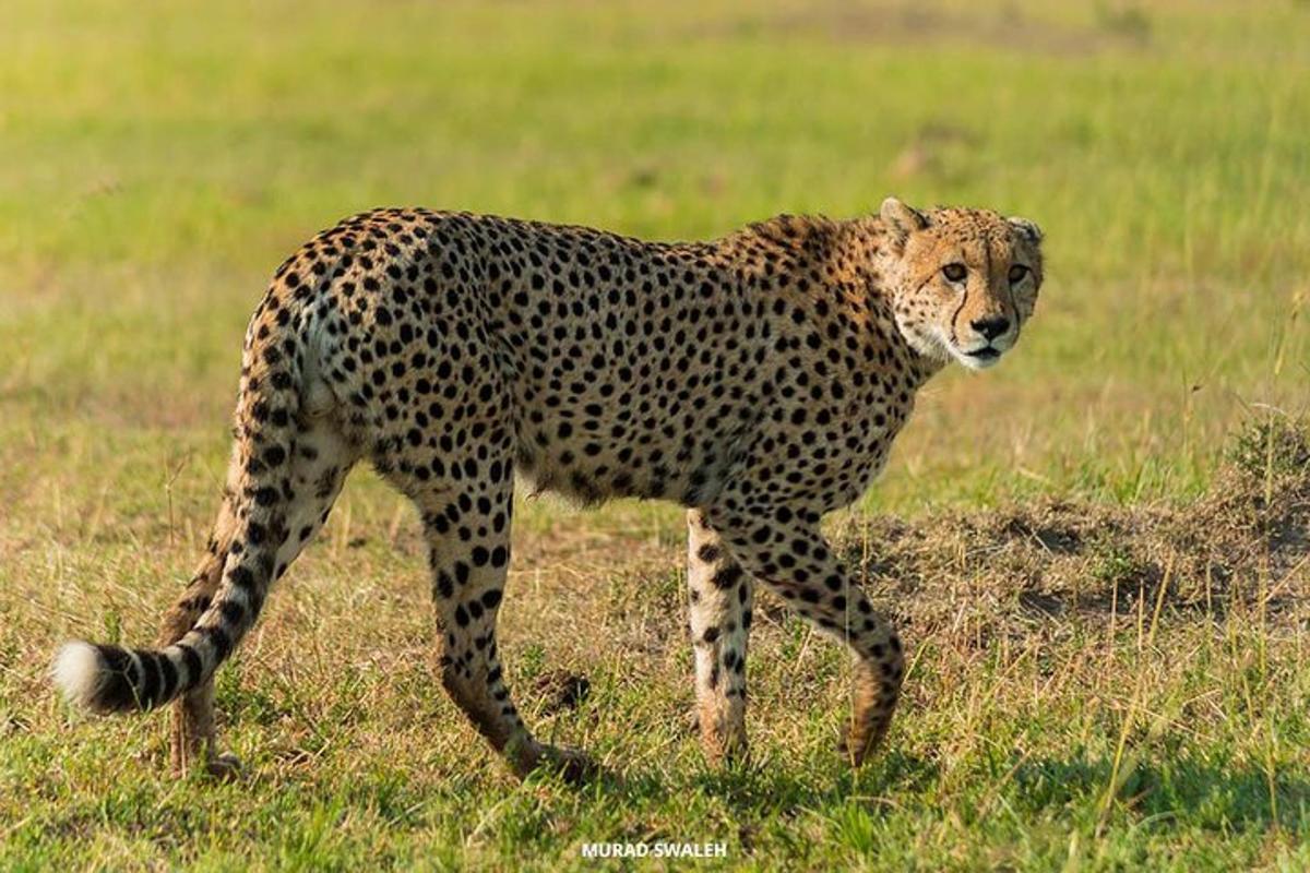 un ghepard mergând pe un câmp cu iarbă