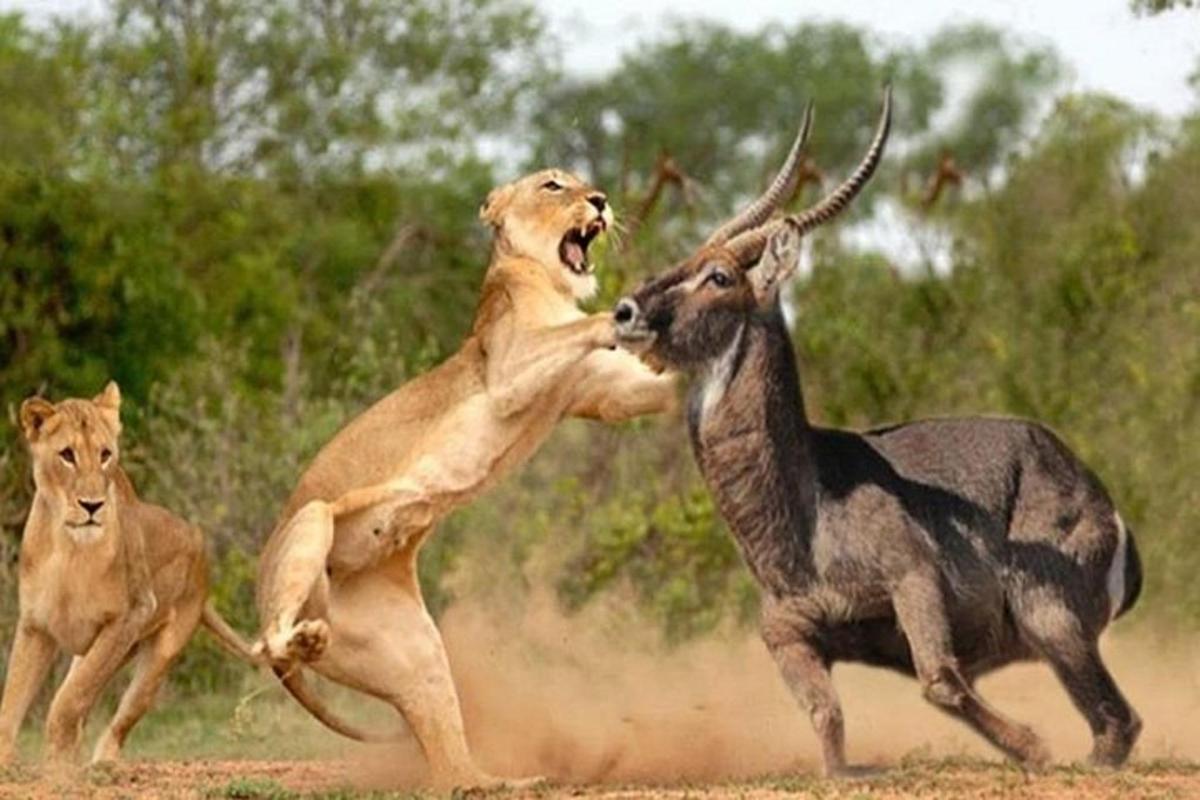 three lions playing with a gazelle in a field
