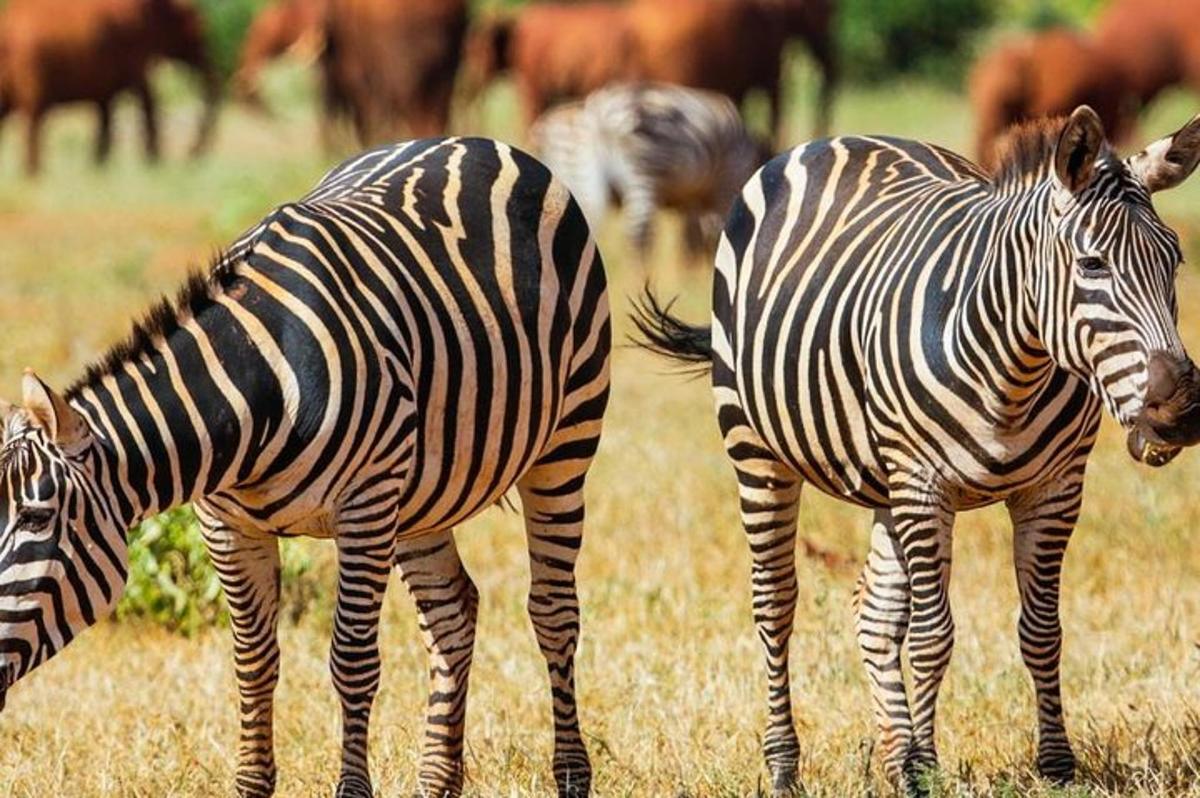 două zebre stând pe un câmp cu alte animale