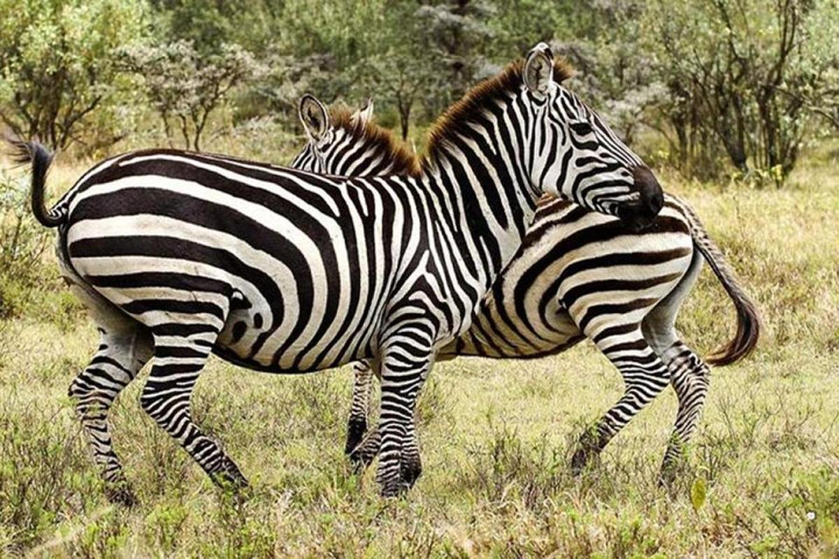 două zebre stând una lângă alta pe un câmp