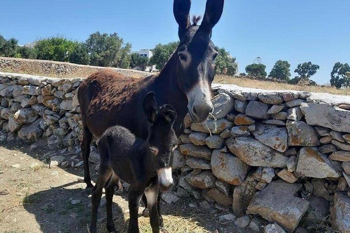 Una burra madre y su bebé de pie junto a un muro de piedra