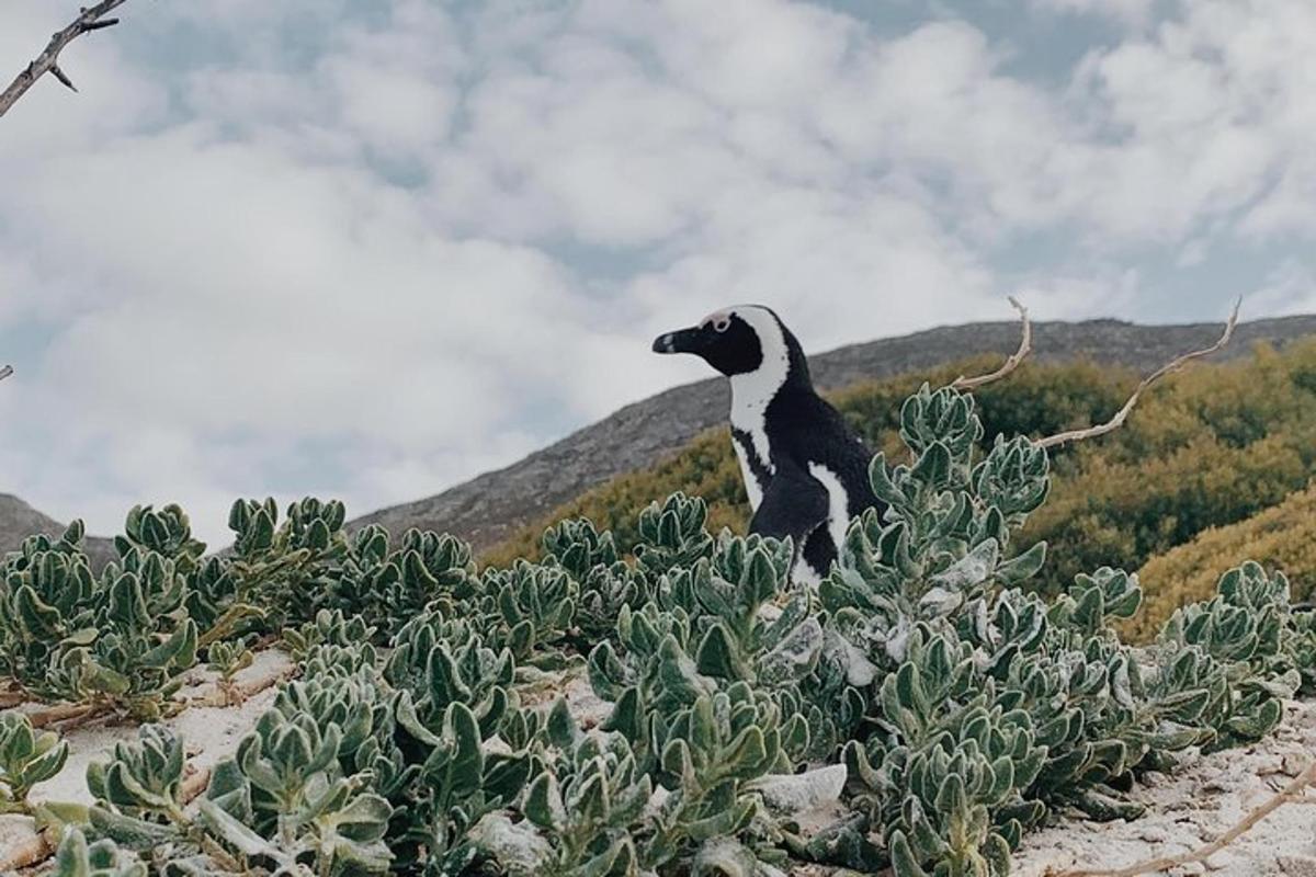 a black and white dog sitting on top of a cactus