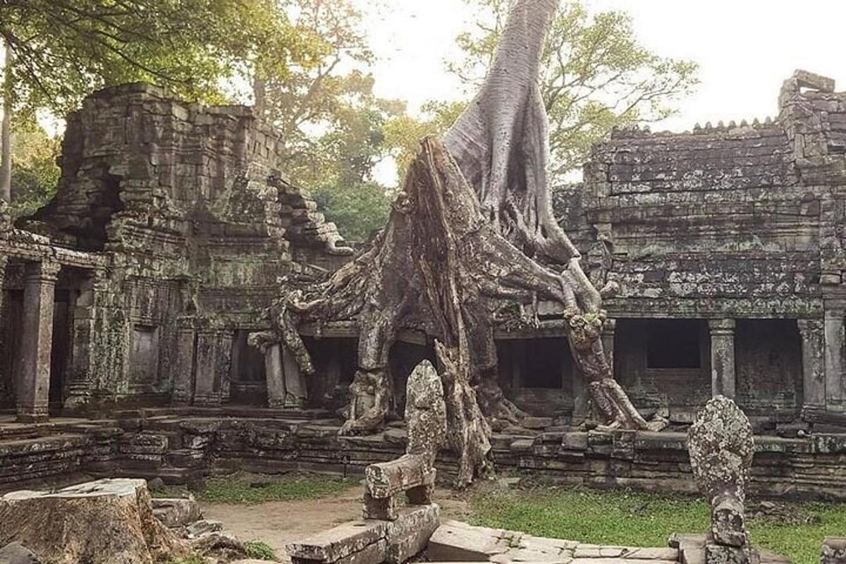 Un edificio con árboles creciendo encima.