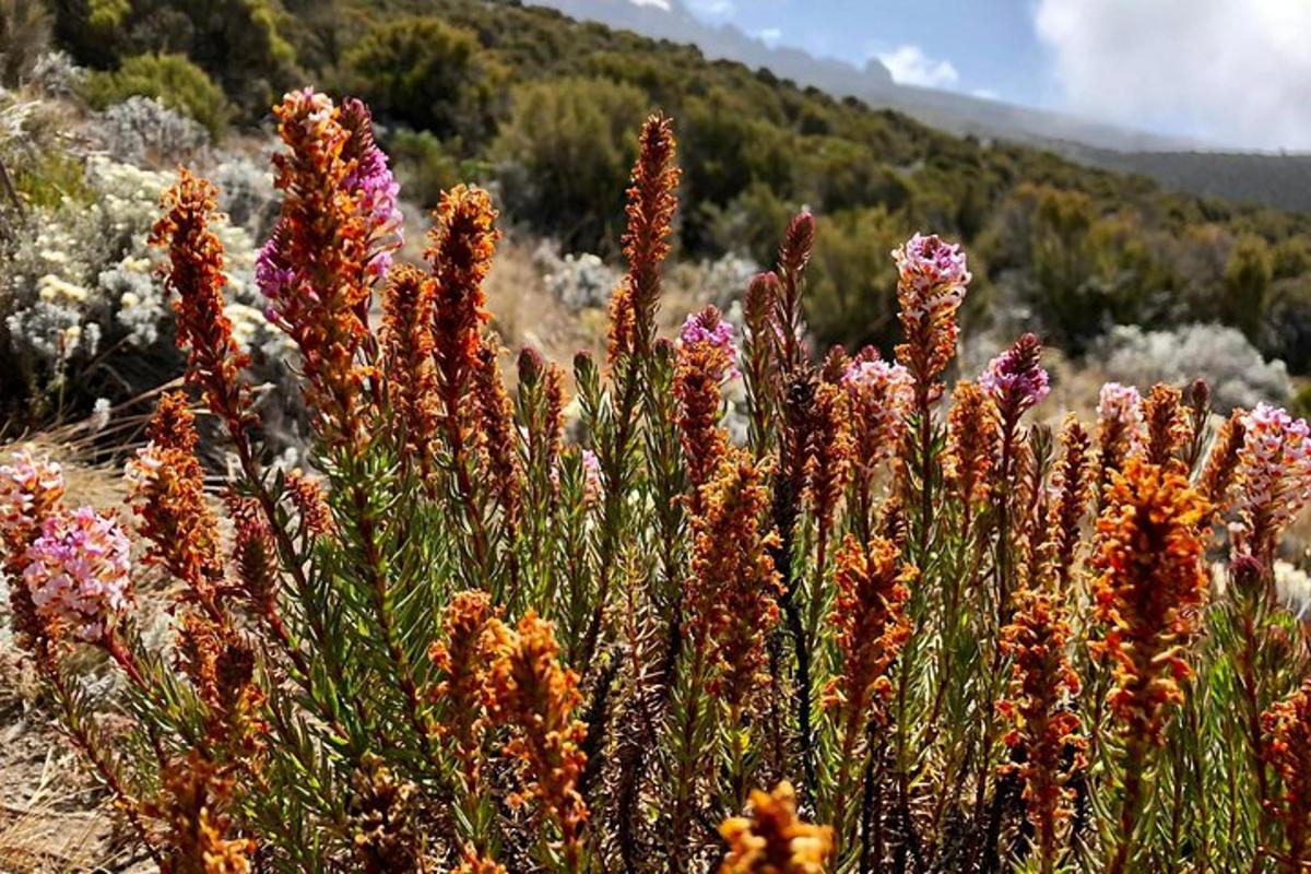 a group of flowers in the middle of a field