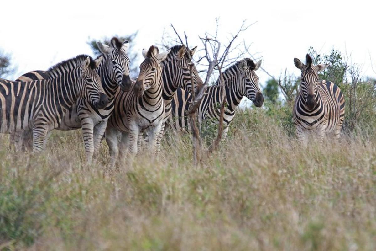 en flok zebraer stående i en mark