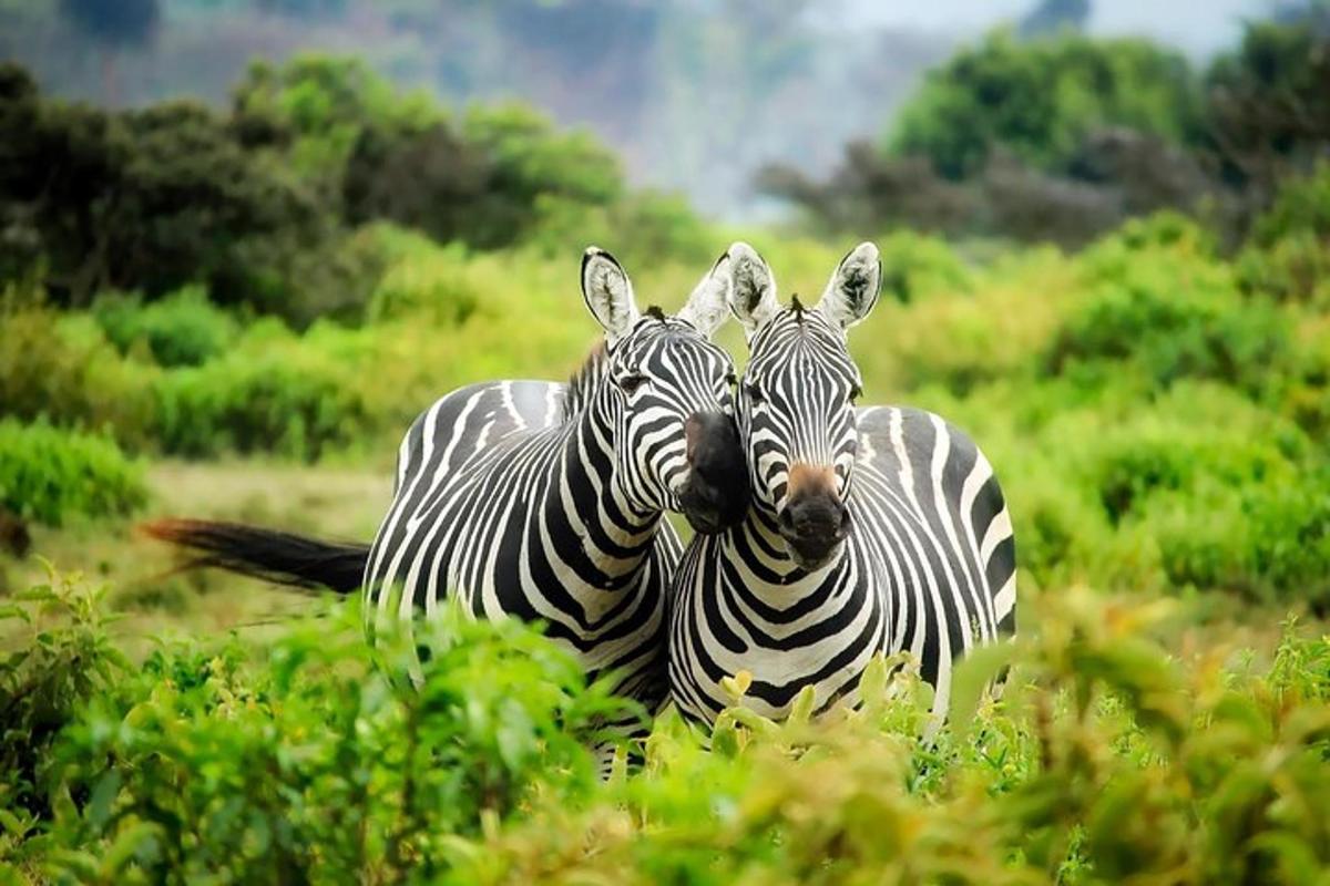 două zebre stând una lângă alta pe un câmp