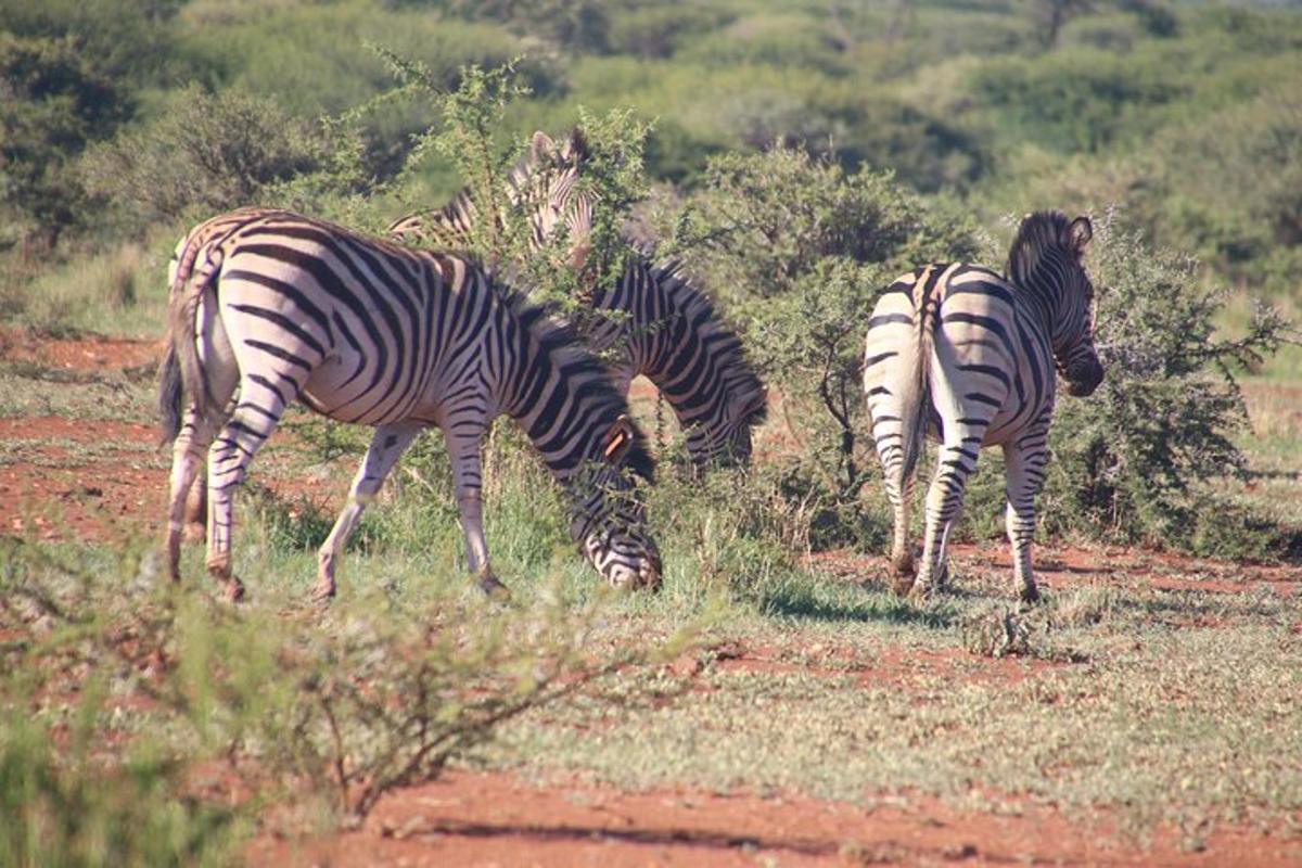 un grup de zebre care pasc pe un câmp