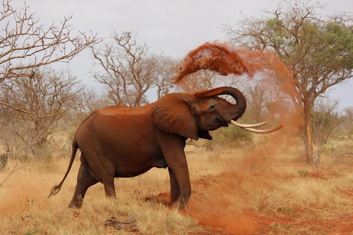 an elephant is playing in a field with dust