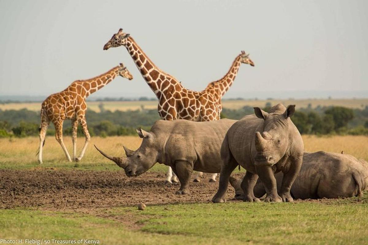 un grupo de jirafas y rinocerontes en un campo