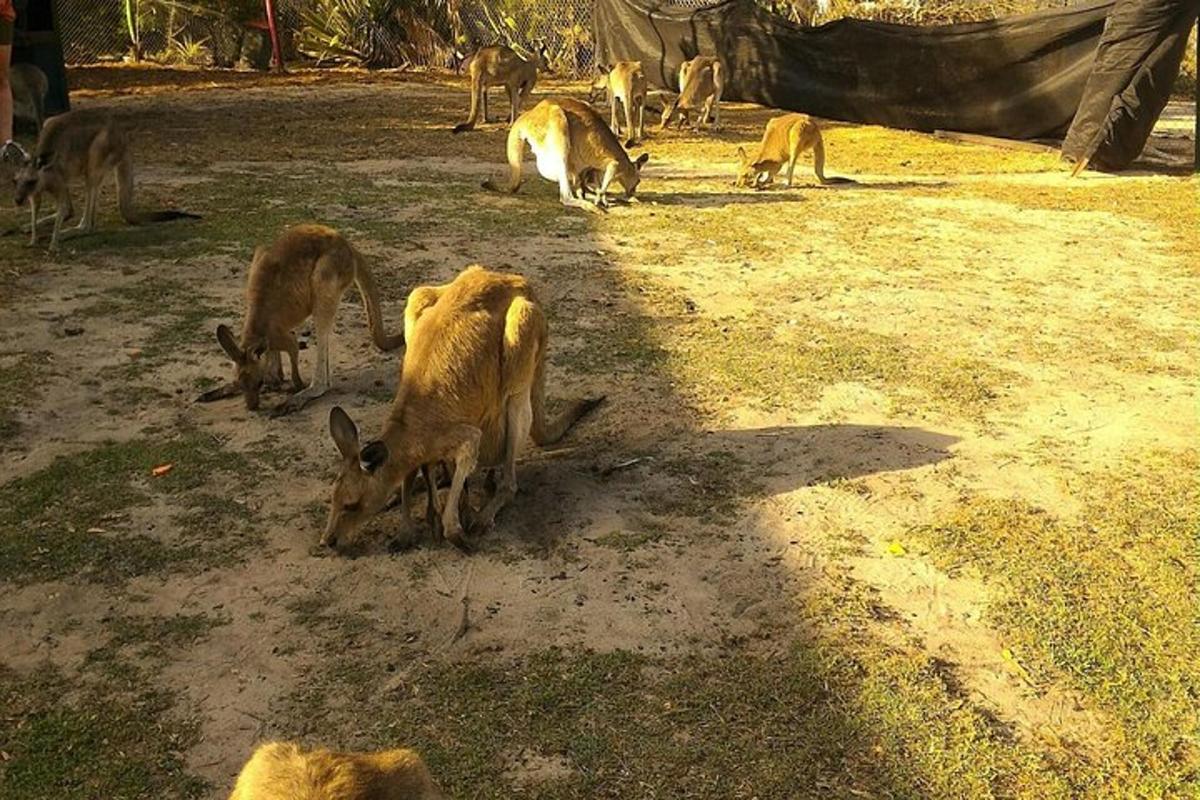 a group of animals grazing on the grass