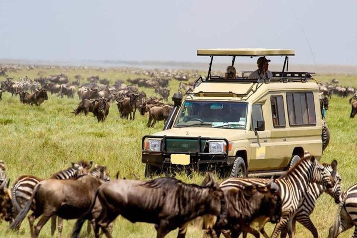 safariauto, mille peal on inimesi loomakarja peal