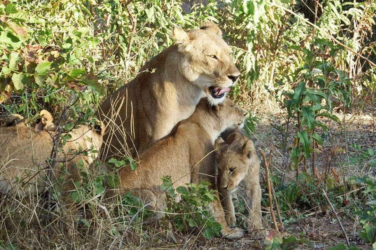 a lion and a lion cub laying in the grass