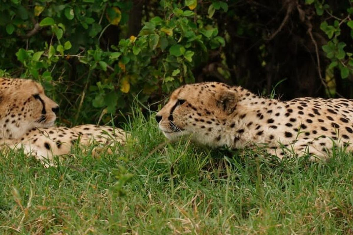 two cheetahs laying in the grass in a field