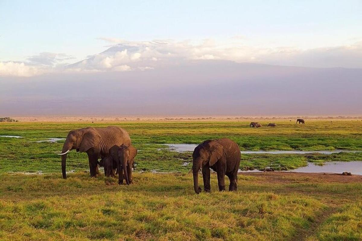 due elefanti adulti e un cucciolo di elefante in piedi in un campo