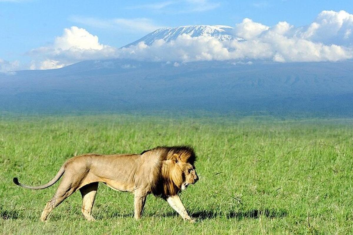 un leone che cammina in un campo con una montagna sullo sfondo