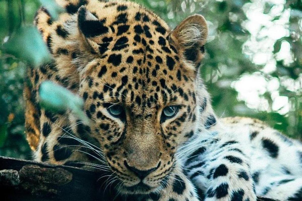 Leopard sedí na větvi stromu