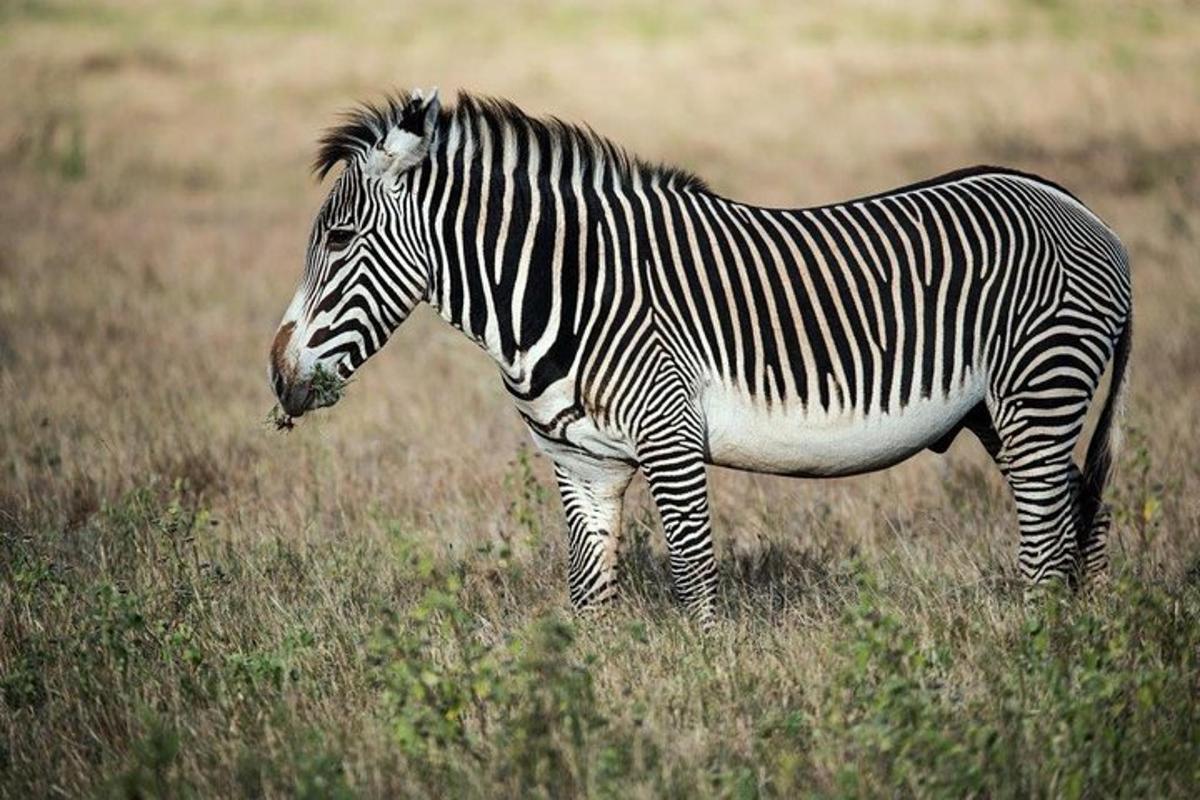 zebra stojící v travnatém poli