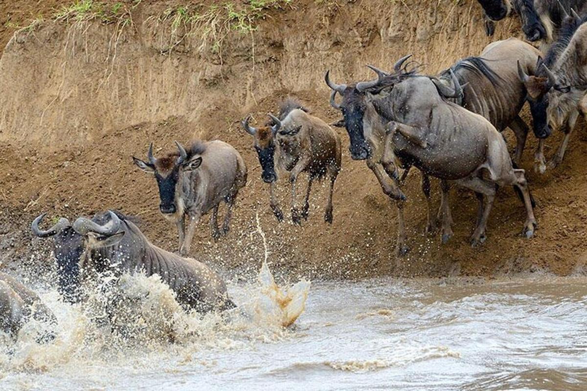 a herd of animals running in the water