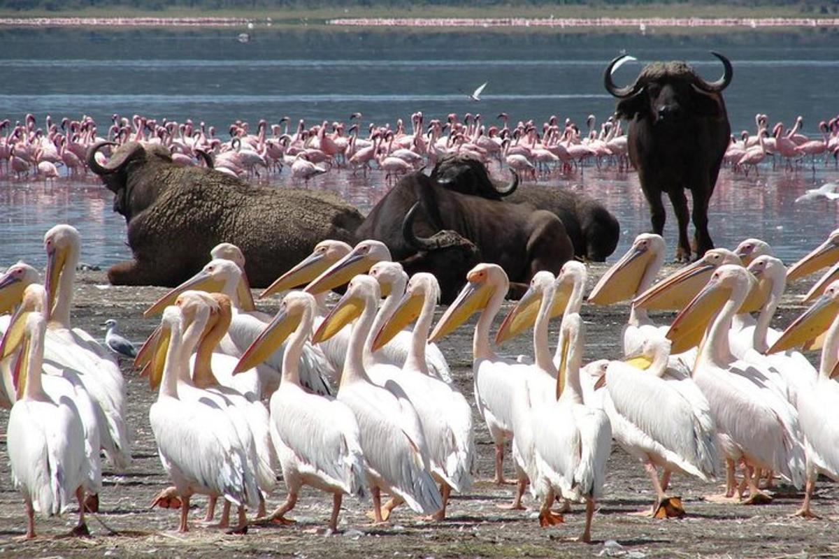 Una gran bandada de pájaros de pie en el agua con toros
