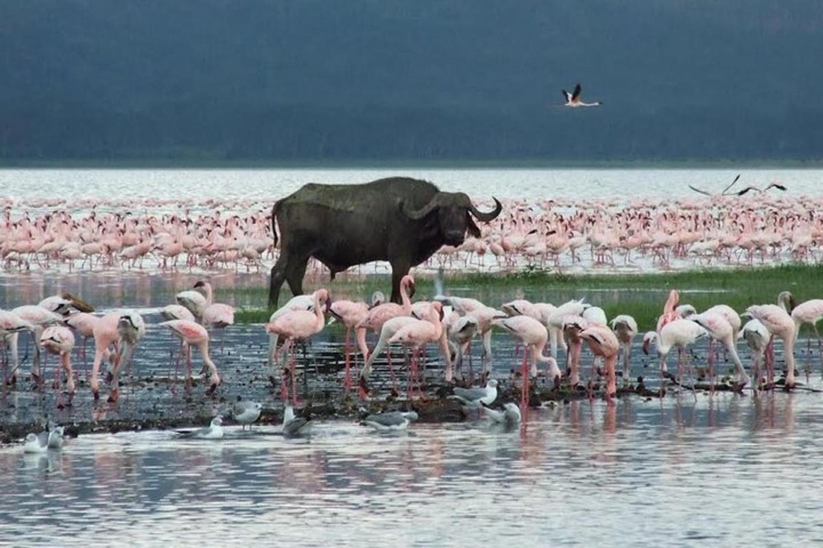 Un grupo de flamencos y un elefante de pie en el agua.