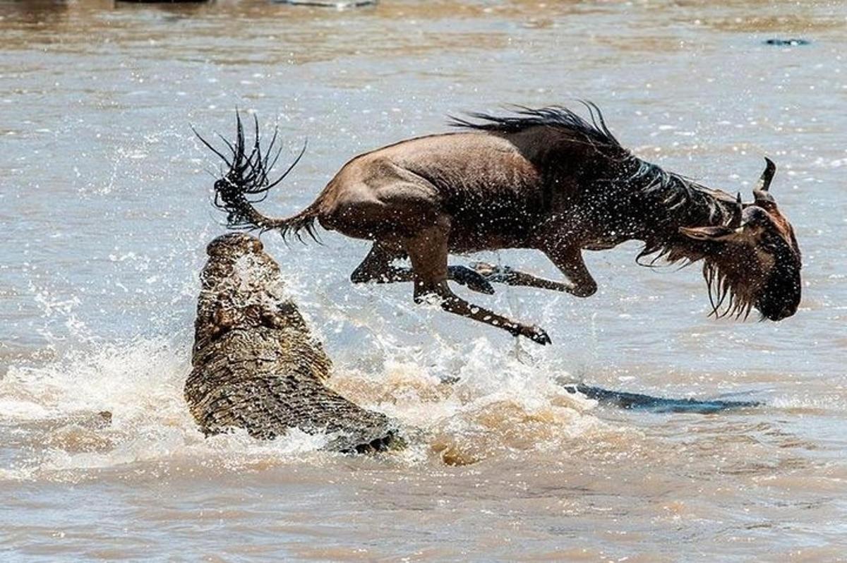 un cane che salta sopra una roccia nell'acqua