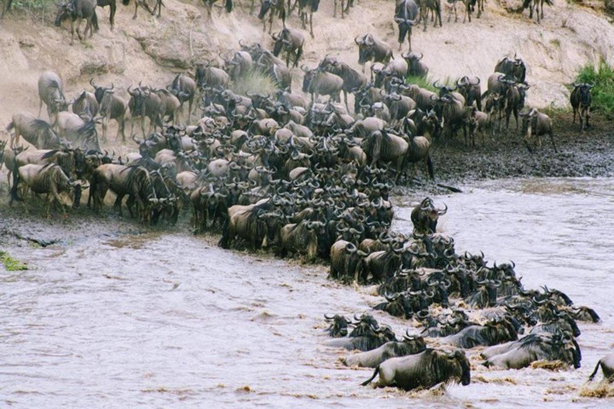 una grande mandria di animali in piedi nell'acqua