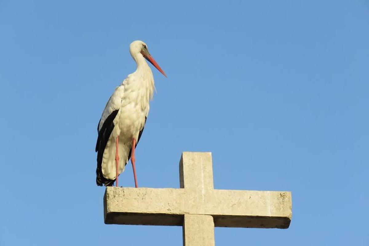 un oiseau perché au sommet d'une croix