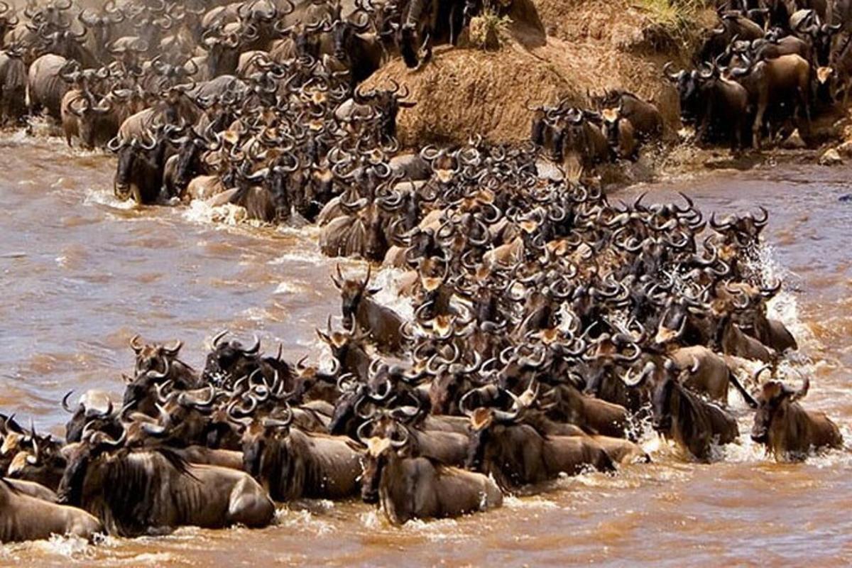 a large herd of animals crossing a river