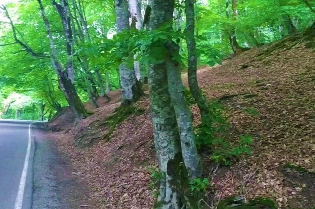 un boschetto di alberi sul ciglio di una strada