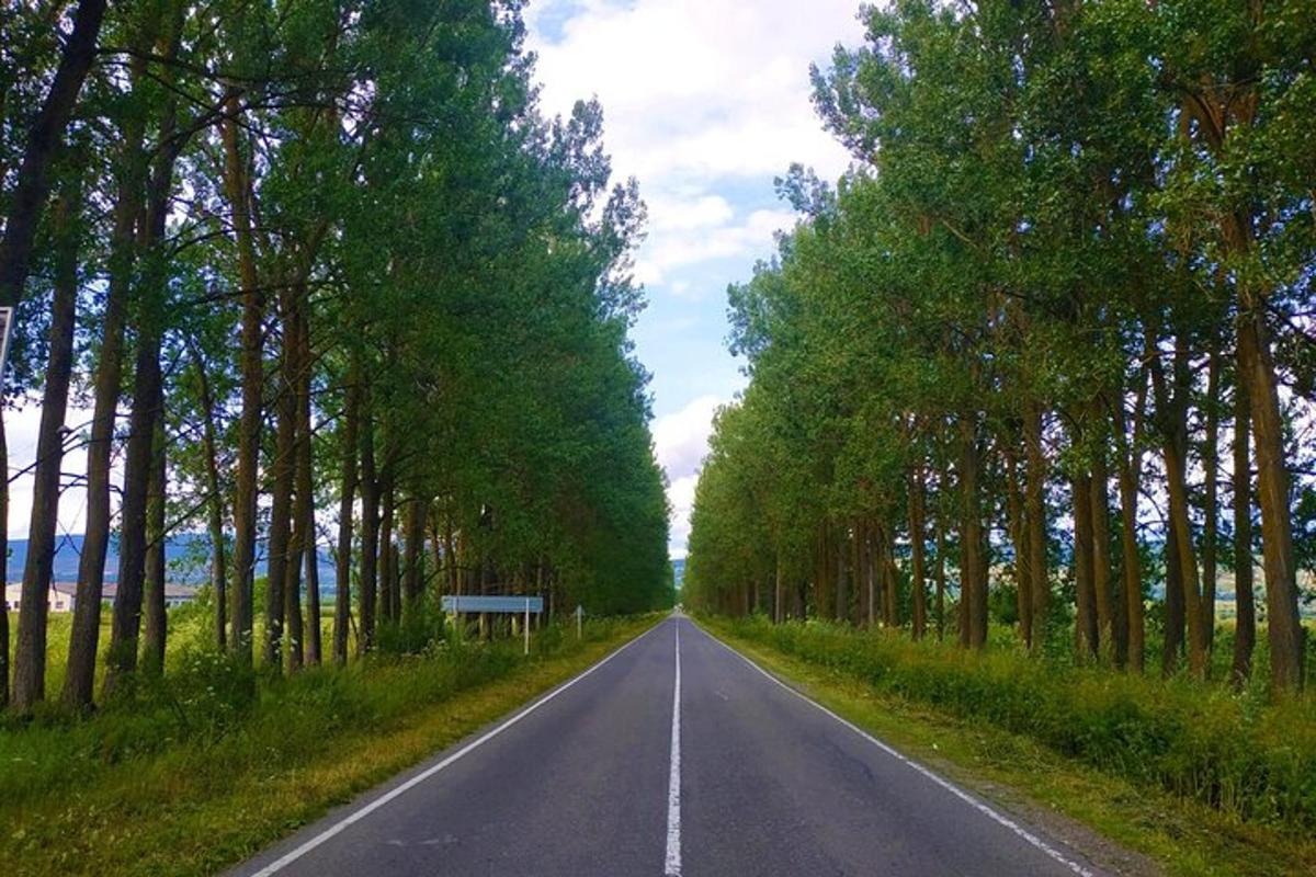 uma estrada vazia com árvores de cada lado
