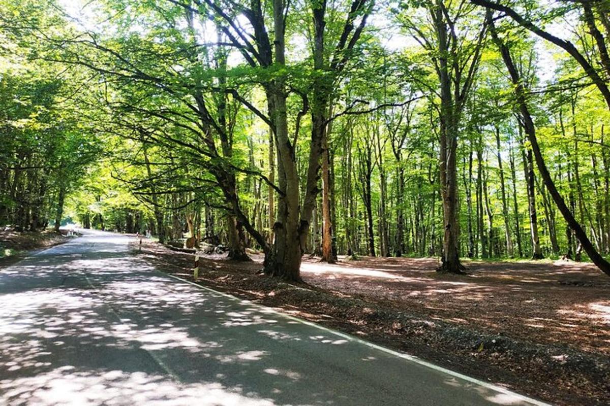 uma estrada no meio de uma floresta com árvores