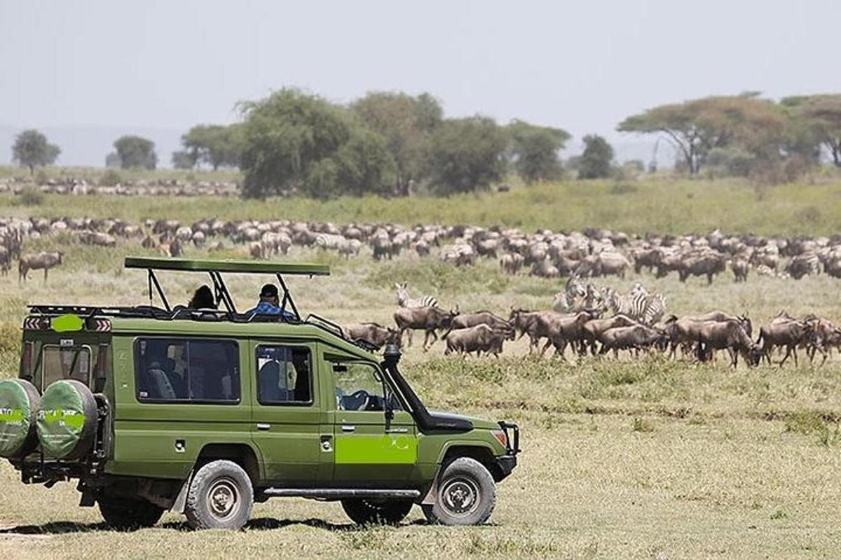 um jipe verde dirigindo na frente de um rebanho de animais